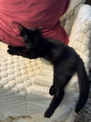 Found/Stray Female Cat last seen Silkbay Dr and Silkbay Ct, Tallahassee, FL 32308