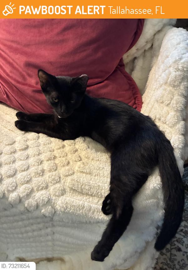 Found/Stray Female Cat last seen Silkbay Dr and Silkbay Ct, Tallahassee, FL 32308