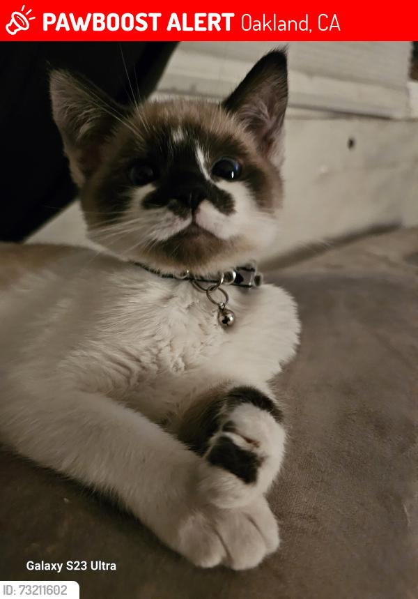 Lost Male Cat last seen 55th ave, Oakland, CA 94601