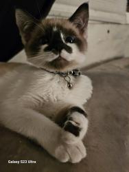 Lost Male Cat last seen 55th ave, Oakland, CA 94601