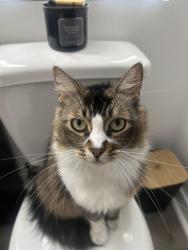 Reunited Male Cat last seen Near the resort pkwy building 27, Rancho Cucamonga, CA 91730