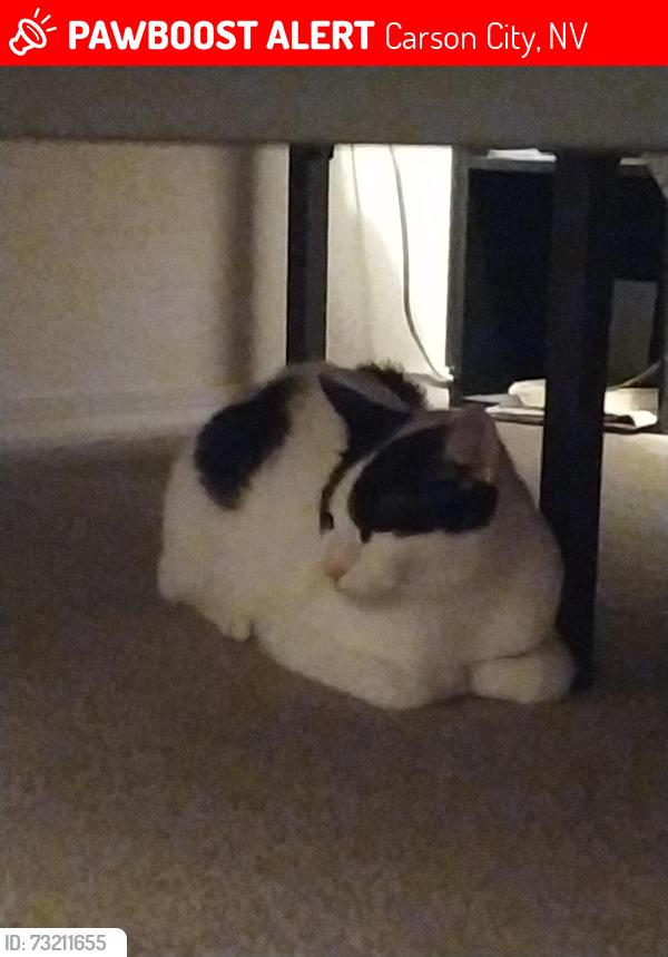 Lost Male Cat last seen Blackwell's Pond Park - Scotch Pine Dr, Carson City, NV 89706