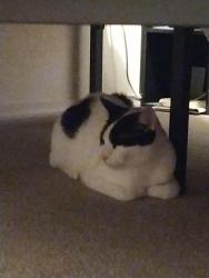 Lost Male Cat last seen Blackwell's Pond Park - Scotch Pine Dr, Carson City, NV 89706