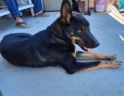 Found/Stray Male Dog last seen Sierra Hwy, Los Angeles County, CA 93560