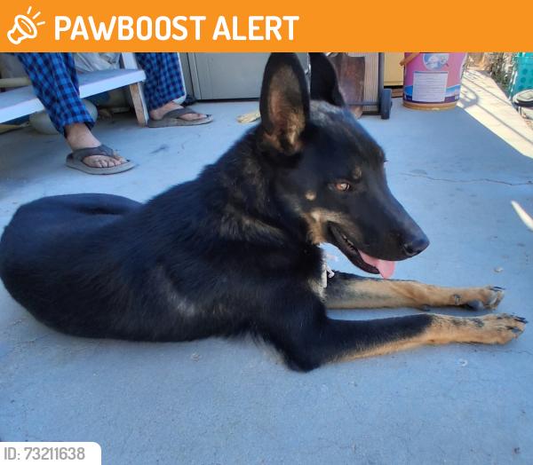 Found/Stray Male Dog last seen Sierra Hwy, Los Angeles County, CA 93560