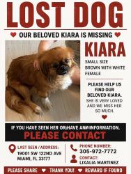 Lost Female Dog last seen South miami elementary school, Miami, FL 33177