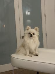 Reunited Female Dog last seen Under bridge of highway 80,, Sacramento, CA 95833