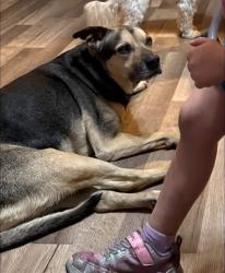 Reunited Male Dog last seen Near Achilles Rd, Cocoa, FL 32927, USA, Cocoa, FL 32927