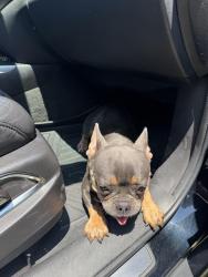 Reunited Female Dog last seen Benjamin Ln and Declaration Dr, Arlington, TX 76002