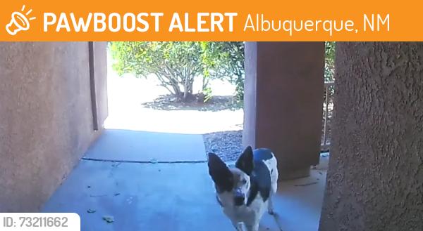 Found/Stray Unknown Dog last seen Signal and Ventura, Albuquerque, NM 87122