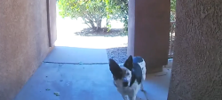 Found/Stray Unknown Dog last seen Signal and Ventura, Albuquerque, NM 87122