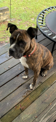 Found/Stray Male Dog last seen Near 109th Dr. O’Brien FL 32071, O'Brien, FL 32071