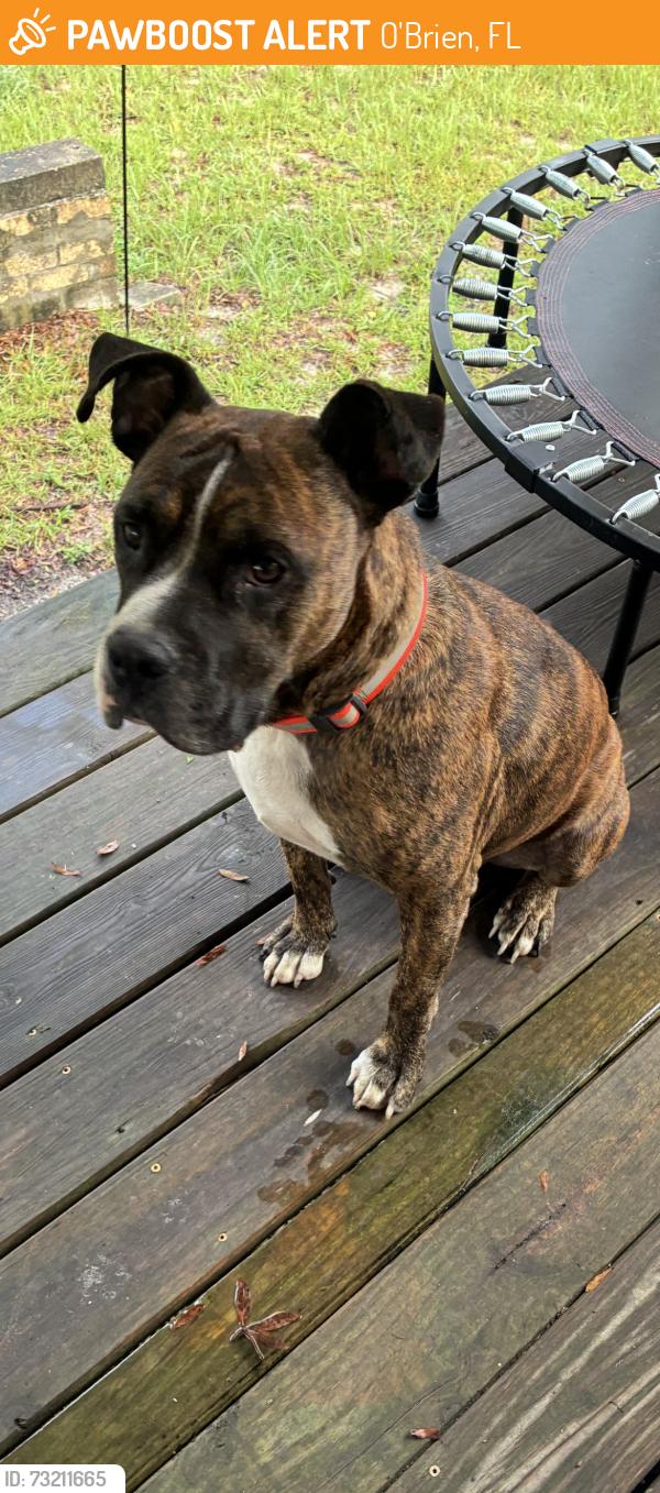 Found/Stray Male Dog last seen Near 109th Dr. O’Brien FL 32071, O'Brien, FL 32071