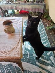 Reunited Female Cat last seen West davis pond picnic area, davis, Davis, CA 95616