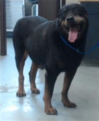 Shelter Stray Male Dog last seen Near BLOCK SANDALWOOD DRIVE, 4704 Corporation Dr, Fayetteville, NC 28306, USA