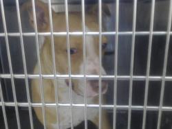 Shelter Stray Female Dog last seen Near BLOCK SANDALWOOD DRIVE, 4704 Corporation Dr, Fayetteville, NC 28306, USA