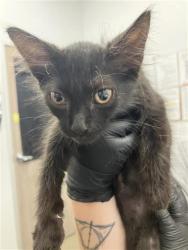 Shelter Stray Female Cat last seen Near BLOCK W SAGINAW WAY, FRESNO CA 93722 6349, 5277 E Airways Blvd, Fresno, CA 93727, USA