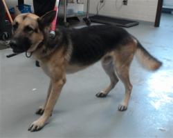 Shelter Stray Male Dog last seen Near BLOCK BEARD RD, EASTOVER NC 28312, 4704 Corporation Dr, Fayetteville, NC 28306, USA