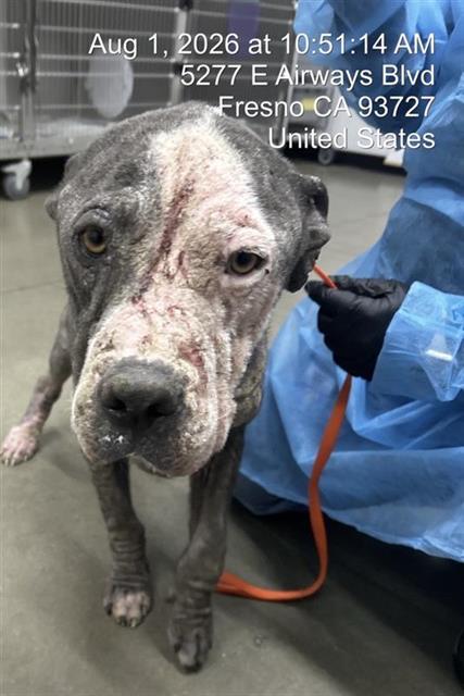 Shelter Stray Male Dog last seen Near BLOCK E WHITE AVE, FRESNO CA 93701 2148, 5277 E Airways Blvd, Fresno, CA 93727, USA