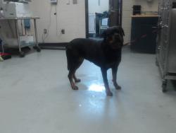 Shelter Stray Female Dog last seen Near BLOCK CORPORATION DR, FAYETTEVILLE NC 28306, 4704 Corporation Dr, Fayetteville, NC 28306, USA