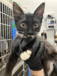 Shelter Stray Male Cat last seen Near BLOCK W SAGINAW WAY, FRESNO CA 93722 6349, 5277 E Airways Blvd, Fresno, CA 93727, USA