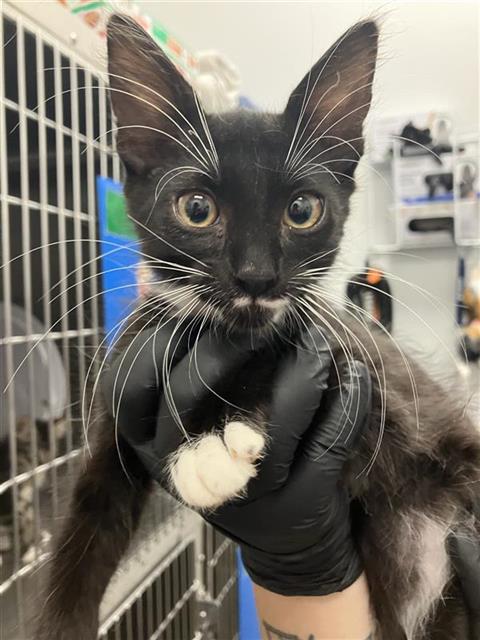 Shelter Stray Male Cat last seen Near BLOCK W SAGINAW WAY, FRESNO CA 93722 6349, 5277 E Airways Blvd, Fresno, CA 93727, USA