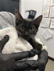 Shelter Stray Male Cat last seen Near BLOCK W SAGINAW WAY, FRESNO CA 93722 6349, 5277 E Airways Blvd, Fresno, CA 93727, USA