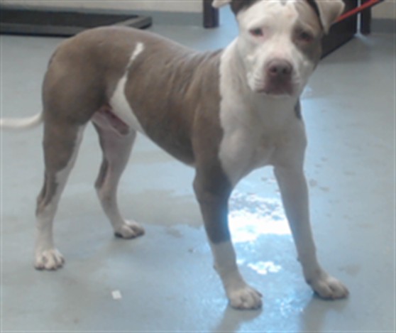 Shelter Stray Male Dog last seen Near BLOCK SANDALWOOD DRIVE, 4704 Corporation Dr, Fayetteville, NC 28306, USA