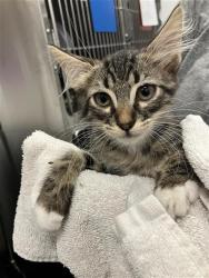 Shelter Stray Male Cat last seen Near BLOCK W SAGINAW WAY, FRESNO CA 93722 6349, 5277 E Airways Blvd, Fresno, CA 93727, USA