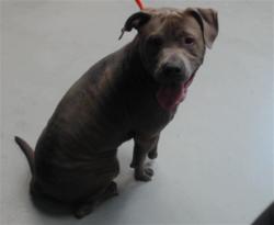 Shelter Stray Male Dog last seen Near BLOCK BUHMANN DR, FAYETTEVILLE NC 28314, 4704 Corporation Dr, Fayetteville, NC 28306, USA