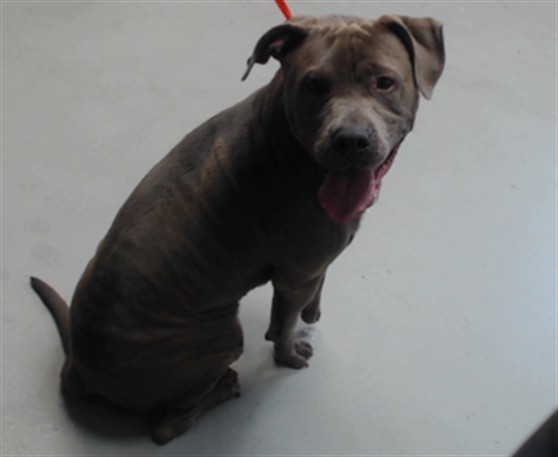 Shelter Stray Male Dog last seen Near BLOCK BUHMANN DR, FAYETTEVILLE NC 28314, 4704 Corporation Dr, Fayetteville, NC 28306, USA