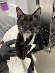 Shelter Stray Female Cat last seen Near BLOCK W SAGINAW WAY, FRESNO CA 93722 6349, 5277 E Airways Blvd, Fresno, CA 93727, USA