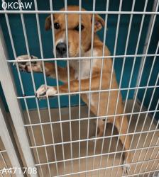 Shelter Stray Male Dog last seen WILEY POST PARK, 2811 SE 29th St, Oklahoma City, OK 73129, USA