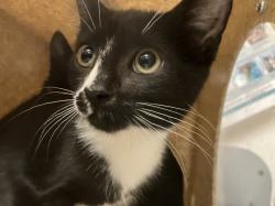 Shelter Stray Unknown Cat last seen HUNTERS RUN, MEBANE, NC, 1601 Eubanks Rd, Chapel Hill, NC 27516, USA