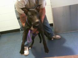 Shelter Stray Female Dog last seen HUNTERSVILLE, 8315 Byrum Dr, Charlotte, NC 28217, USA