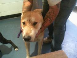 Shelter Stray Male Dog last seen HUNTERSVILLE, 8315 Byrum Dr, Charlotte, NC 28217, USA