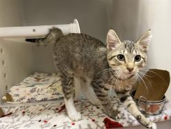 Shelter Stray Male Cat last seen Near BLOCK S 61ST ST, 3839 W Burnham St, West Milwaukee, WI 53215, USA
