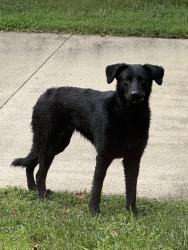 Found/Stray Unknown Dog last seen Hudlow and Old Ross Rd, Forest City, NC 28043