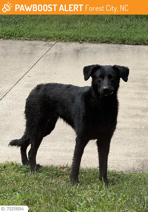 Found/Stray Unknown Dog last seen Hudlow and Old Ross Rd, Forest City, NC 28043