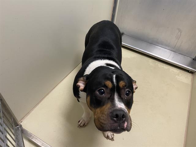 Shelter Stray Female Dog last seen Near BLOCK N 49TH ST, 3839 W Burnham St, West Milwaukee, WI 53215, USA
