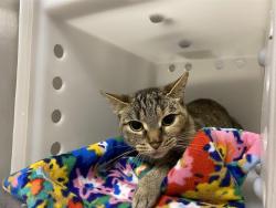 Shelter Stray Female Cat last seen 60TH AND SILVER SPRING, 3839 W Burnham St, West Milwaukee, WI 53215, USA