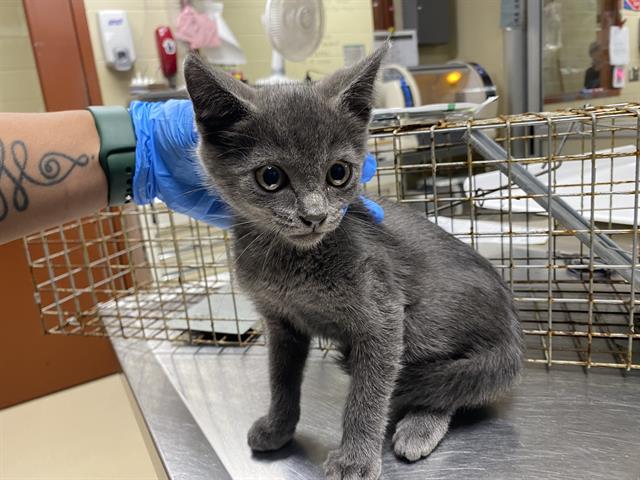 Shelter Stray Female Cat last seen Near BLOCK N 70TH ST, 3839 W Burnham St, West Milwaukee, WI 53215, USA