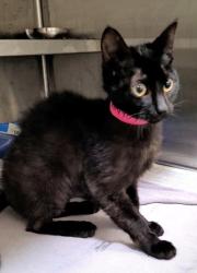Shelter Stray Female Cat last seen , 1850 W 60th St, Los Angeles, CA 90047, USA