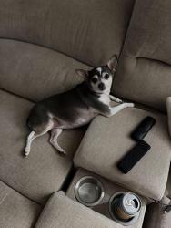 Reunited Female Dog last seen Surfside ests, Merritt Island, FL 32952
