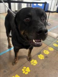 Shelter Stray Male Dog last seen , 14409 Vanowen St, Van Nuys, CA 91405, USA