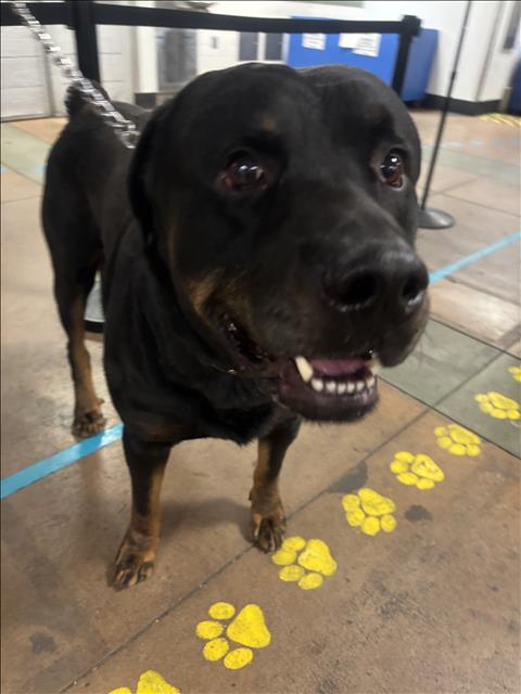 Shelter Stray Male Dog last seen , 14409 Vanowen St, Van Nuys, CA 91405, USA