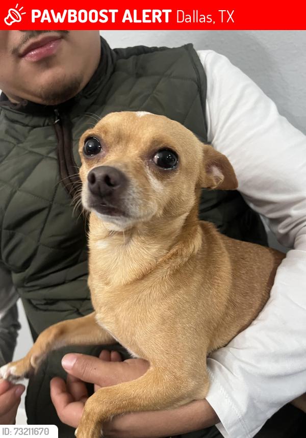 Lost Male Dog last seen Polk st, Dallas, TX 75224