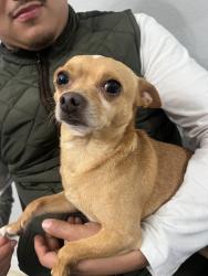 Lost Male Dog last seen Polk st, Dallas, TX 75224
