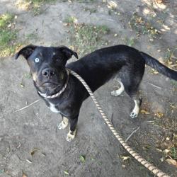 Shelter Stray Male Dog last seen Near BLOCK W PCH, LB CA 90810, 7700 E Spring St, Long Beach, CA 90815, USA