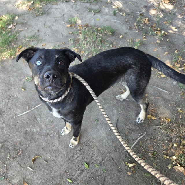 Shelter Stray Male Dog last seen Near BLOCK W PCH, LB CA 90810, 7700 E Spring St, Long Beach, CA 90815, USA